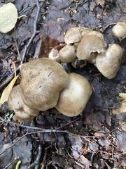 Lyophyllum decastes