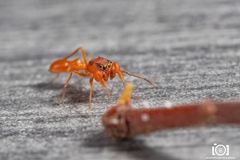 Peckhamia scorpionia