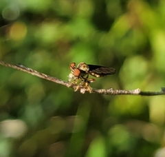 Holcocephala