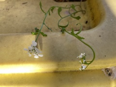 Arabidopsis arenosa