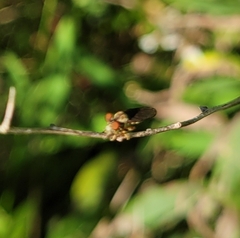 Holcocephala