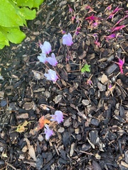 Cyclamen hederifolium