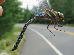 Aeshna tuberculifera