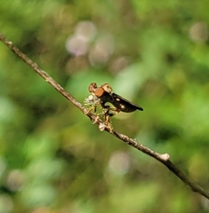 Holcocephala