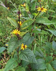 Heliopsis