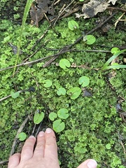 Corybas iridescens