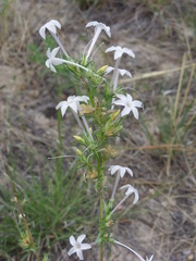 Ipomopsis aggregata candida