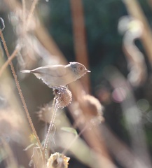 Baeolophus inornatus