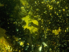 Cymatogaster aggregata