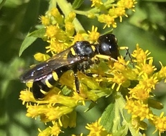 Ectemnius maculosus