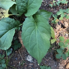 Rudbeckia occidentalis