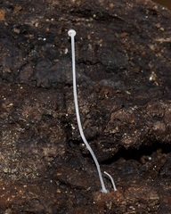 Mycena tenerrima