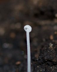 Mycena tenerrima