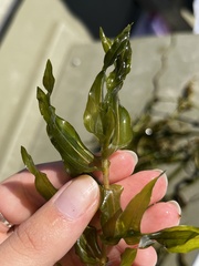 Potamogeton richardsonii