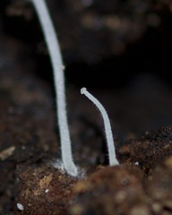 Mycena tenerrima