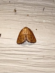 Heterogenea shurtleffi