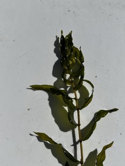 Potamogeton richardsonii