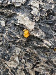 Dacrymyces chrysospermus