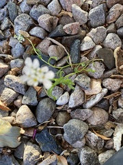 Arabidopsis arenosa