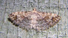 Alucita montana