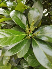 Corynocarpus laevigatus