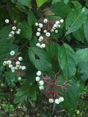 Cornus racemosa