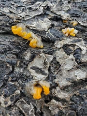 Dacrymyces chrysospermus