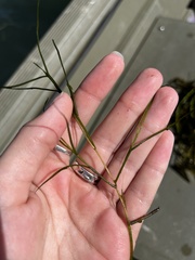 Potamogeton foliosus