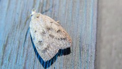 Machimia tentoriferella