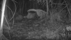 Tachyglossus aculeatus