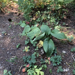 Rudbeckia occidentalis