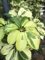 Heptapleurum arboricola