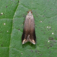 Anacampsis nonstrigella