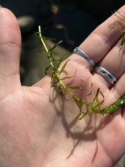 Elodea nuttallii