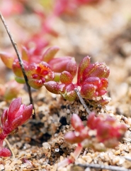 Crassula decumbens