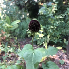 Rudbeckia occidentalis