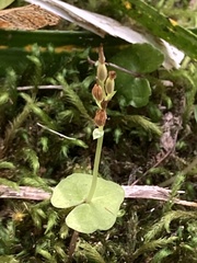 Acianthus sinclairii