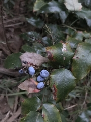 Berberis aquifolium