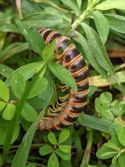 Arthrophaga