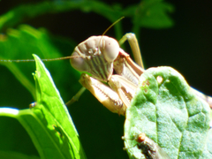 Tenodera