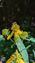 Augochlorella aurata