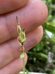 Acianthus sinclairii