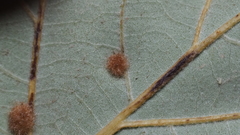 Neuroterus quercusverrucarum