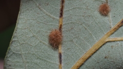 Neuroterus quercusverrucarum