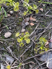 Drosera