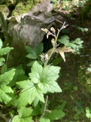 Tiarella