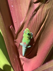 Phelsuma laticauda