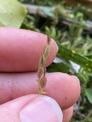 Acianthus sinclairii