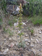 Ipomopsis aggregata candida