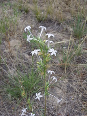 Ipomopsis aggregata candida